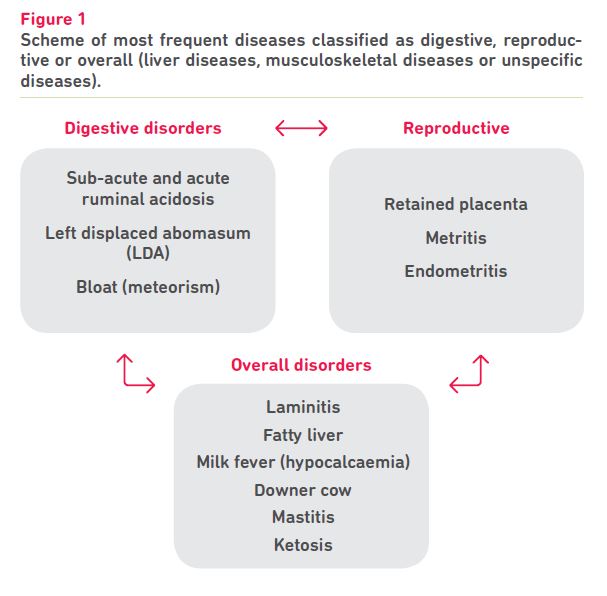 Metabolic Diseases Cattle